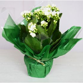 Encanto de Flores