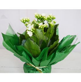 Encanto de Flores
