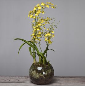 Orquídea Cézzane