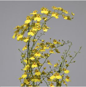 Orquídea Cézzane