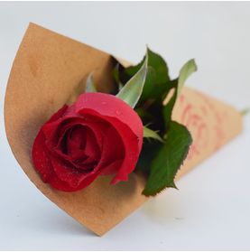 Rosa Carola com Mensagem