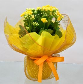 Mini Vaso Plantado Regando o Amor (versão Amarela) - Disponível em Outra Tela