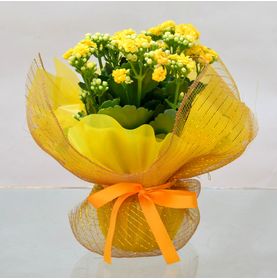 Mini Vaso Plantado Regando o Amor (versão Amarela) - Disponível em Outra Tela