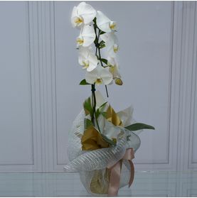 Orquídea Botticelli