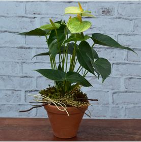 Delicadeza de Mini Antúrio