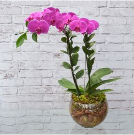 Orquidea Bellini