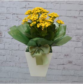 Vaso Cores e Flores
