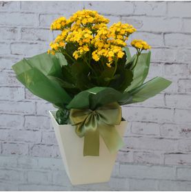 Vaso Cores e Flores