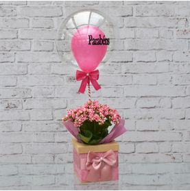Encanto de Flores e Cores No Cachepot C/ Bubble Parabéns