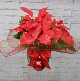 Arranjo Poinsetia Natalina