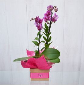 Mini Orquidea Expressão de Amor