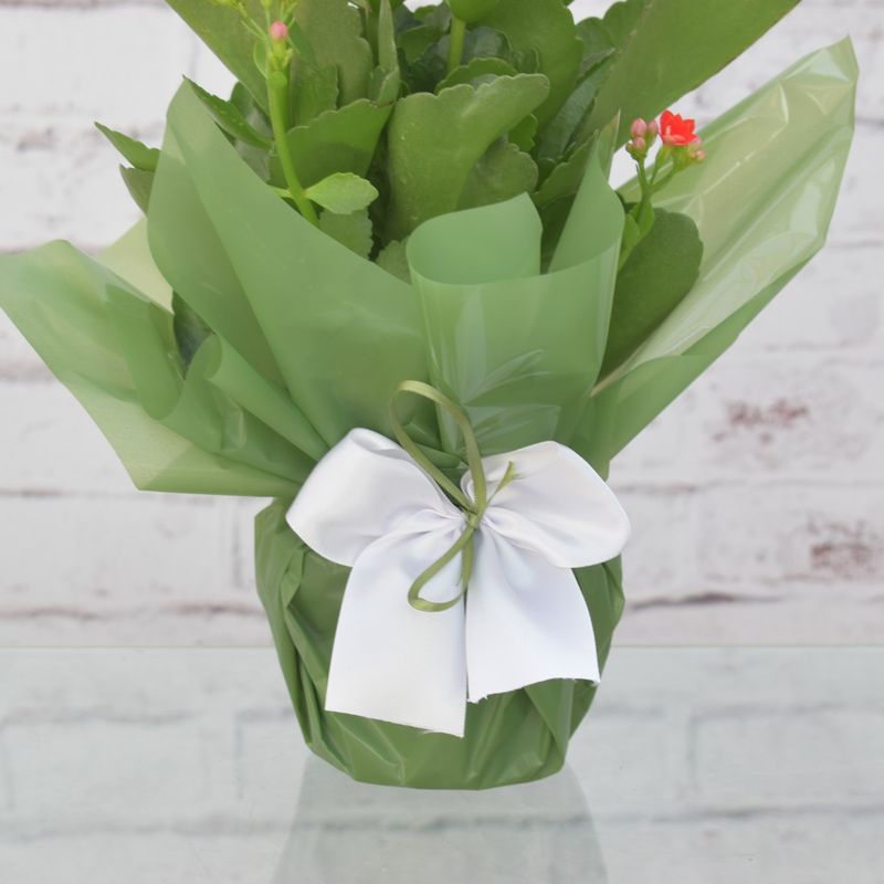 kalanchoe-para-presente-3