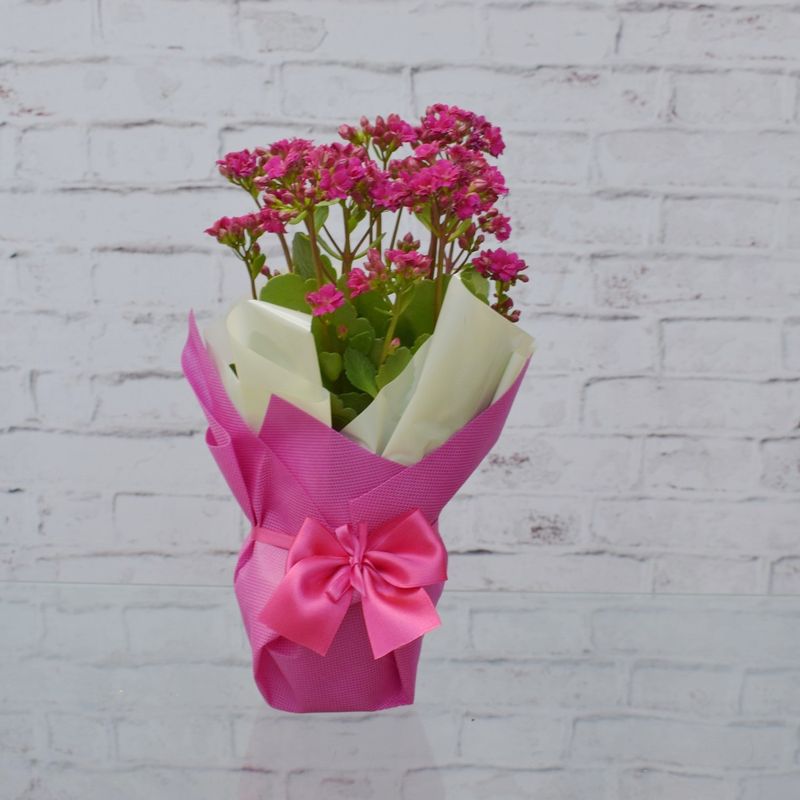 KALANCHOE-EMBALADO-TNT-1