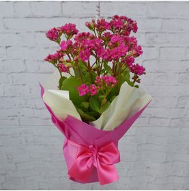 Flores Encantadas ( No Tnt)