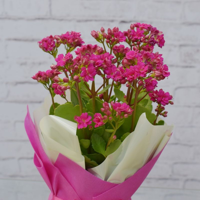 KALANCHOE-EMBALADO-TNT-3