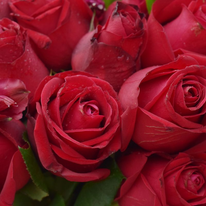 BUQUE-VERMELHO-DE-FLORES-6