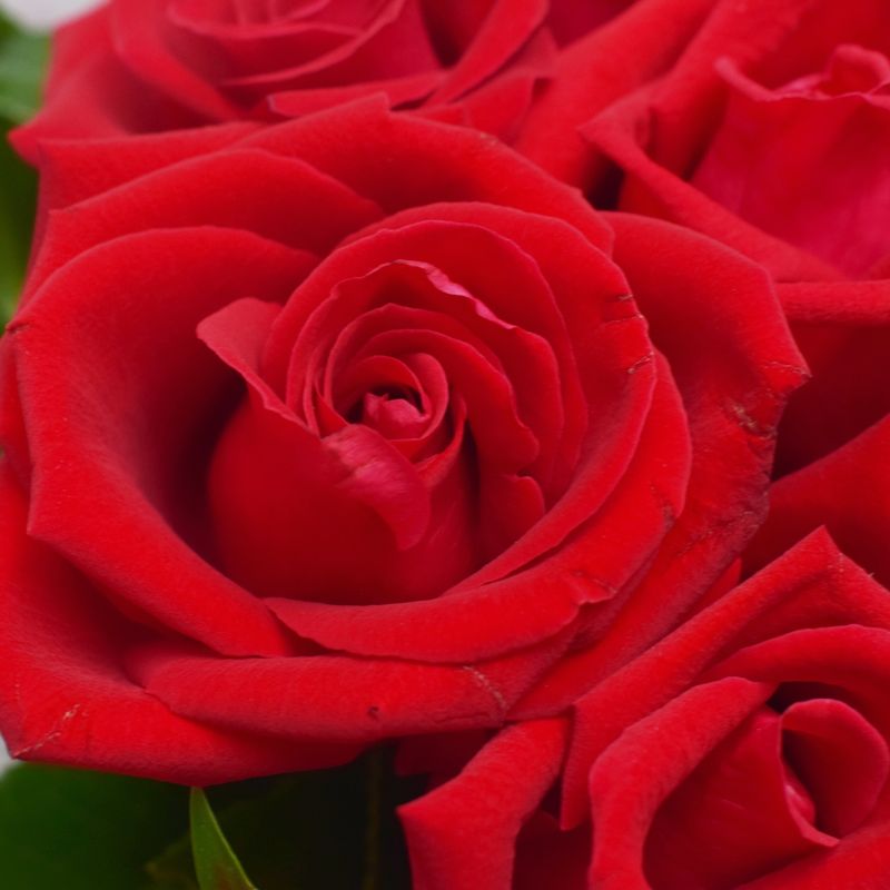 ARRANJO-LOUISE-9-ROSAS-CAROLAS-4