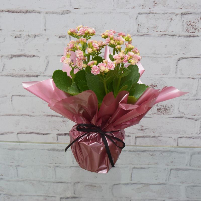 ENCANTO-DE-FLORES-KALANDIVA-ROSA-1