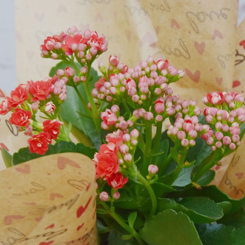 VASO-DE-KALANDIVA-LOVE-3