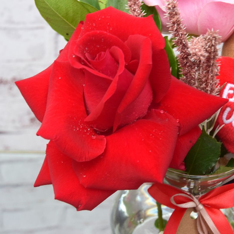 ROSAS-URSINHO-E-AMOR-PARA-ENTREGAR-PRA-VOCE-6