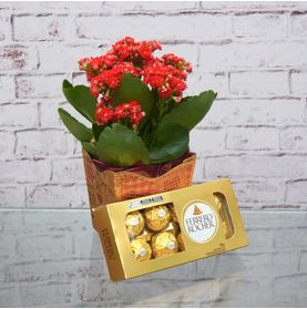 Kalandiva Amor No Cachepô C/ Ferrero Para Entregar