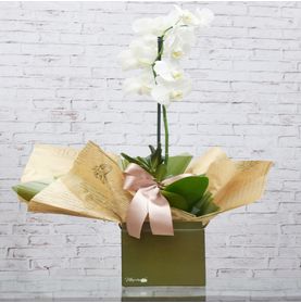 Orquídea Phalaenopsis Branca