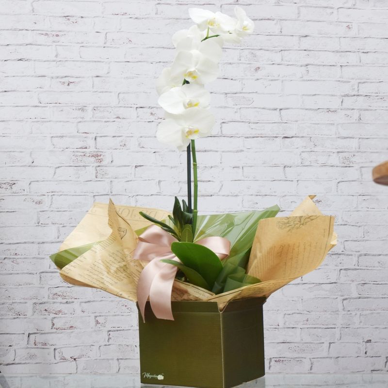 orquidea-phalaenopsis-lilas-03