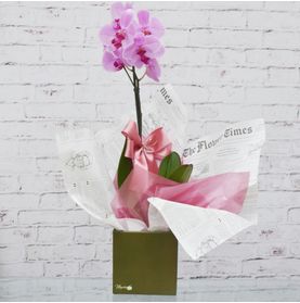 Orquídea Phalaenopsis Lilas