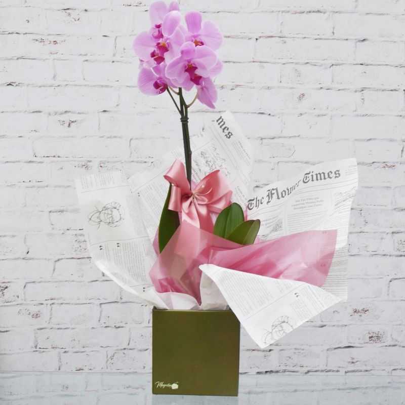orquidea-phalaenopsis-branca-01