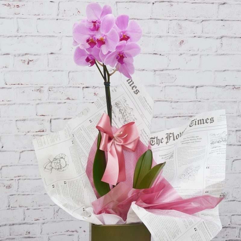 orquidea-phalaenopsis-branca-04