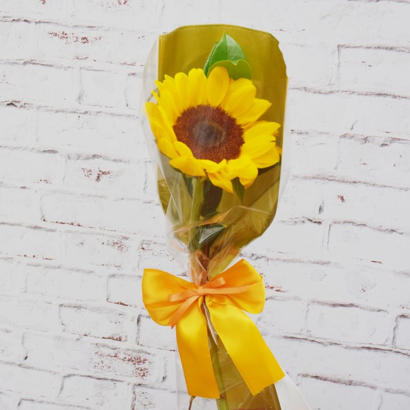 GIRASSOL-PARA-PRESENTE-1