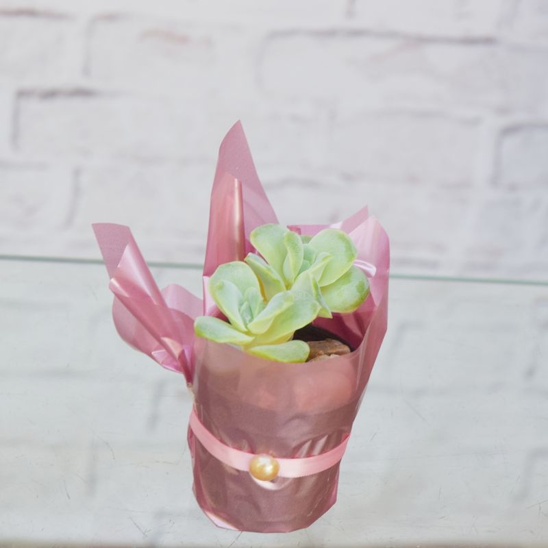 MINI-LEGUMINOSA-2