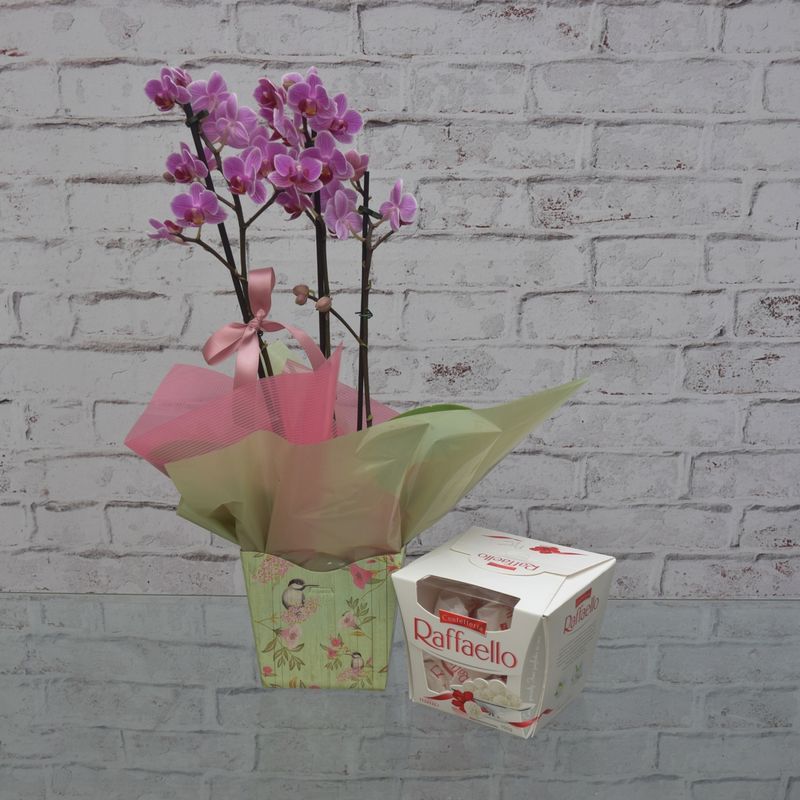 mini-orquidea-delicada-para-ela-com-bombom-rafaello-1