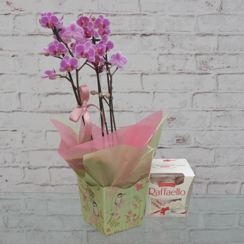 mini-orquidea-delicada-para-ela-com-bombom-rafaello-2
