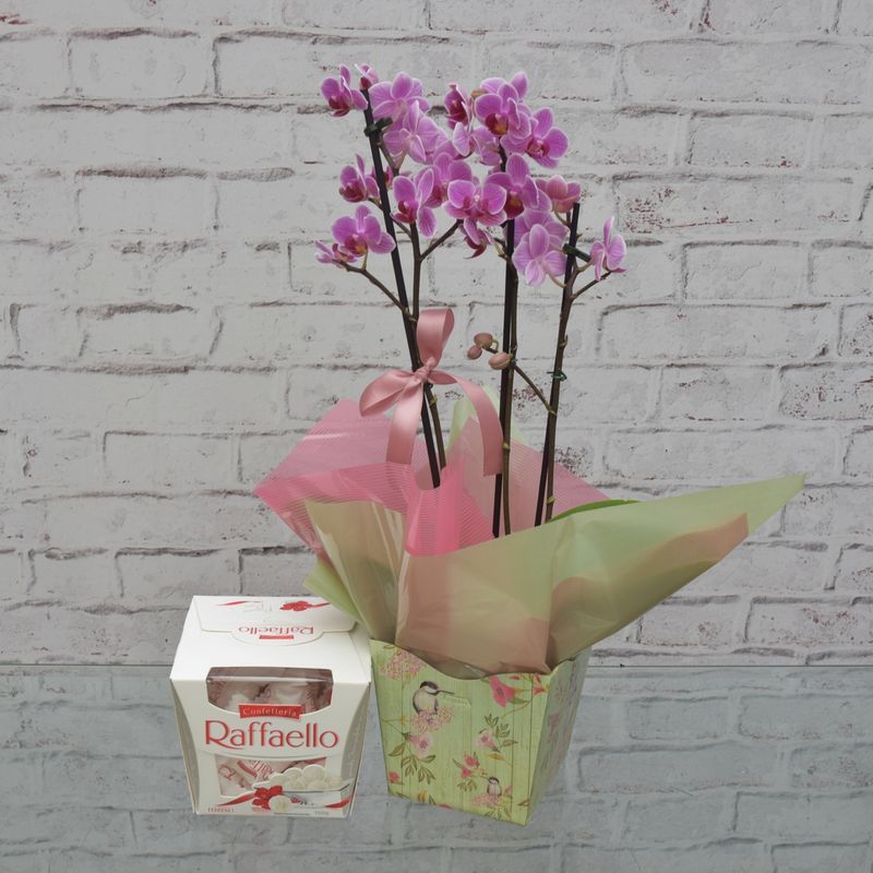 mini-orquidea-delicada-para-ela-com-bombom-rafaello-3