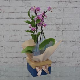 Mini Orquídea Bela No Cachepô Laço Azul