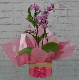 Mini Orquídea Bela No Cachepô Laço Pink