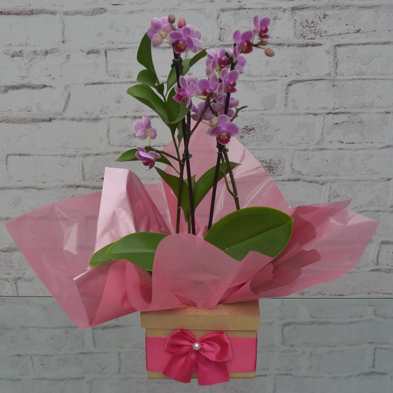 mini-orquidea-bela-no-cachepo-laco-pink-1
