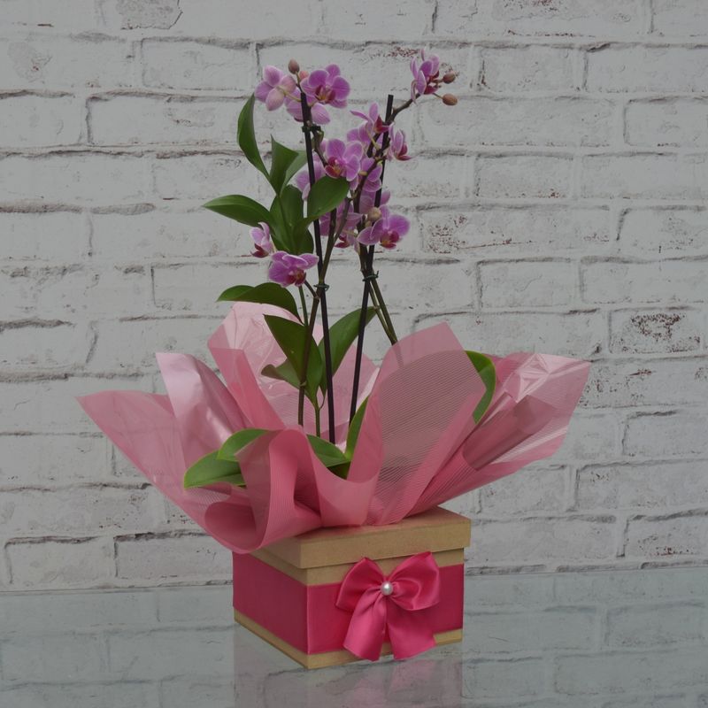 mini-orquidea-bela-no-cachepo-laco-pink-3