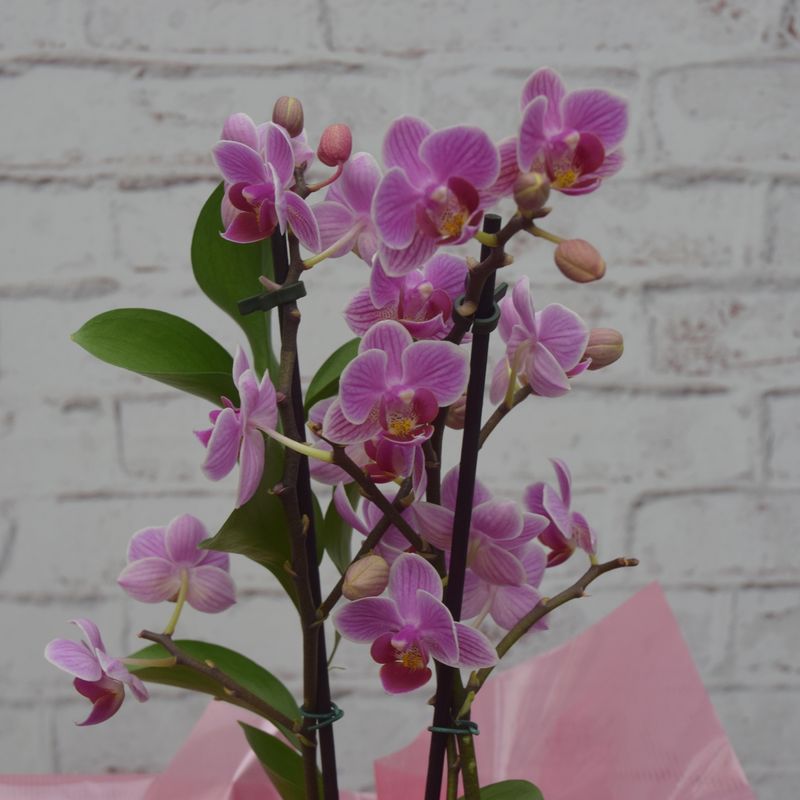 mini-orquidea-bela-no-cachepo-laco-pink-5