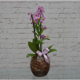 Mini Orquídea Bela No Vaso de Vidro