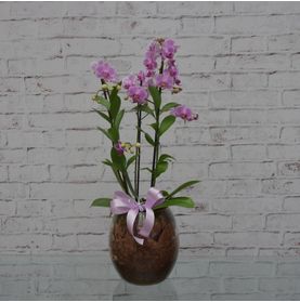 Mini Orquídea Bela No Vaso de Vidro