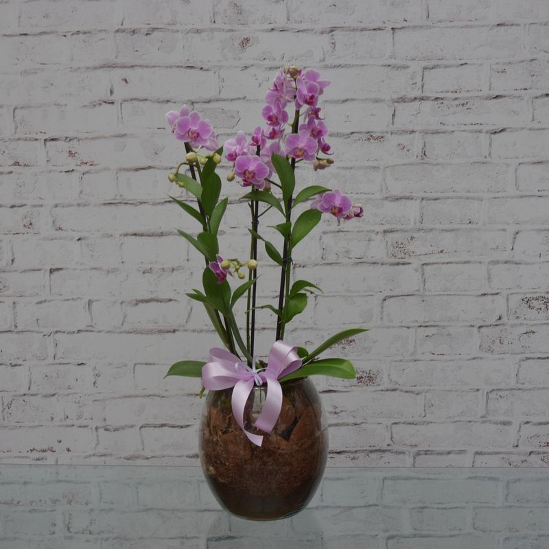 mini-orquidea-bela-no-vaso-de-vidro-2