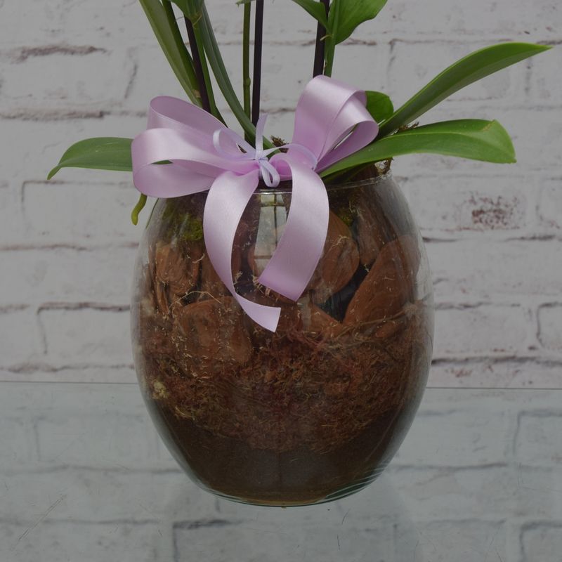 mini-orquidea-bela-no-vaso-de-vidro-3