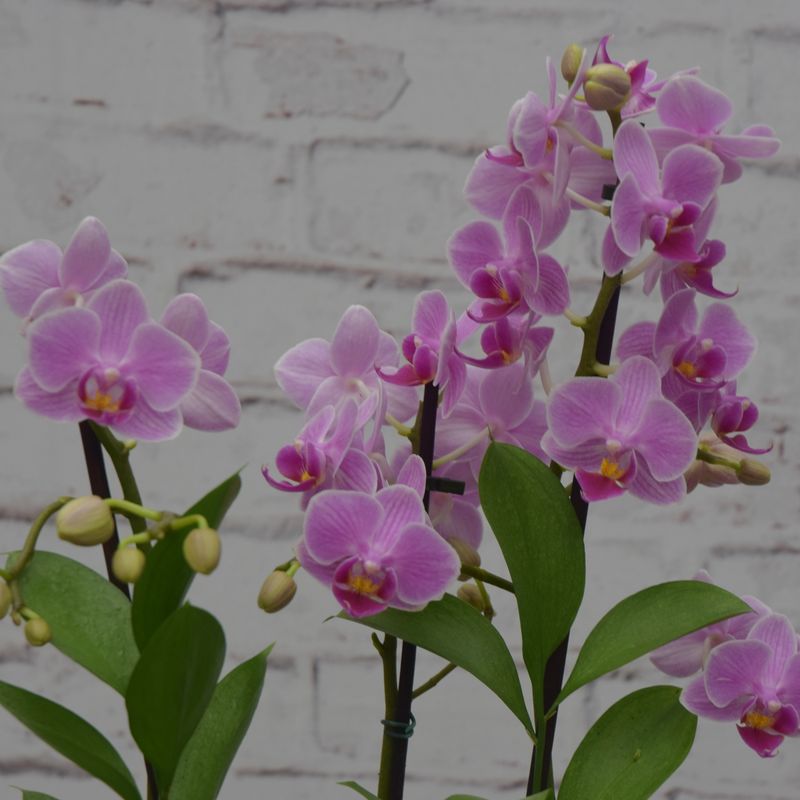 mini-orquidea-bela-no-vaso-de-vidro-4