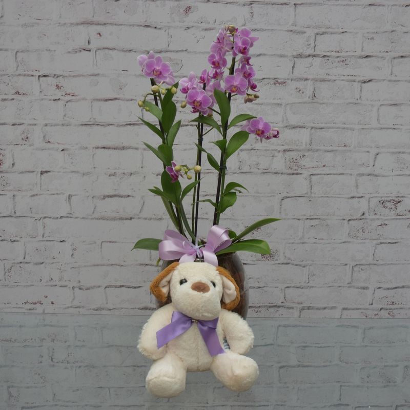 mini-orquidea-bela-no-vaso-de-vidro-com-cachorro-de-pelucia-1
