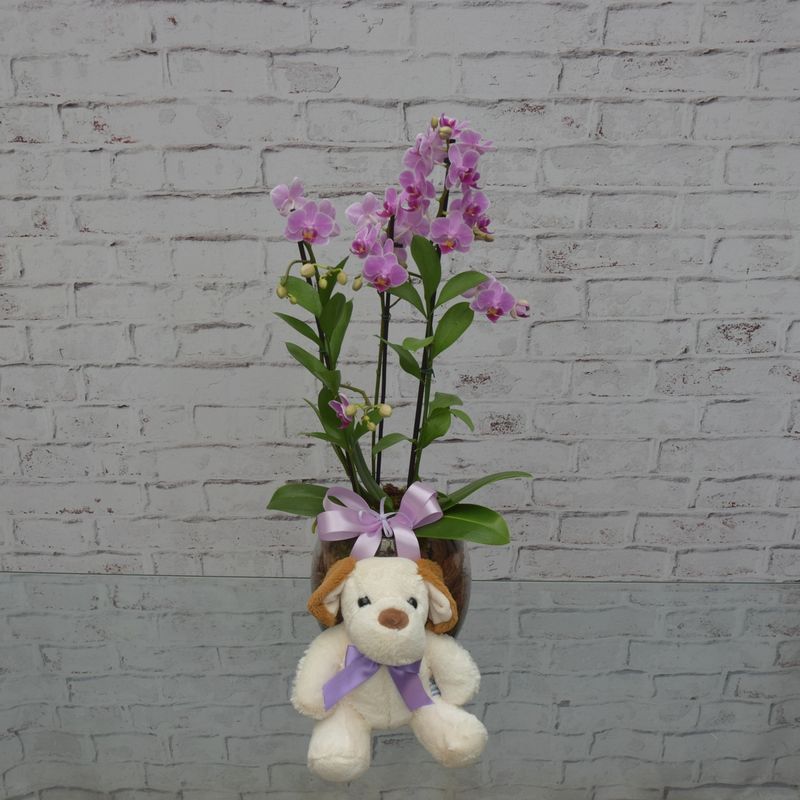 mini-orquidea-bela-no-vaso-de-vidro-com-cachorro-de-pelucia-2