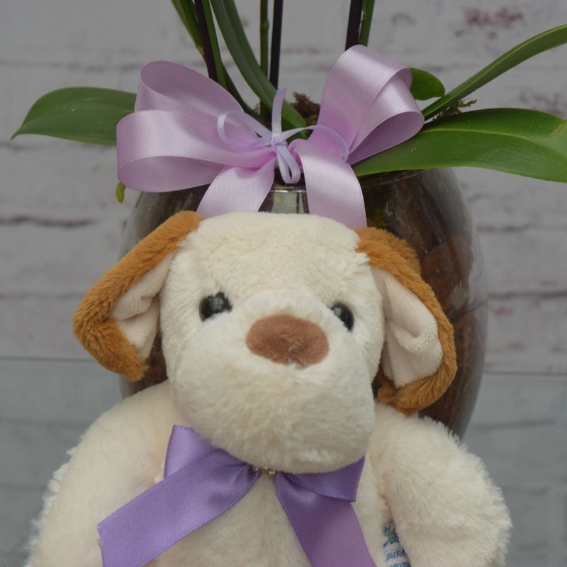 mini-orquidea-bela-no-vaso-de-vidro-com-cachorro-de-pelucia-4