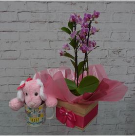 Kit Mini Orquidea Bela com Caneca e Pelúcia