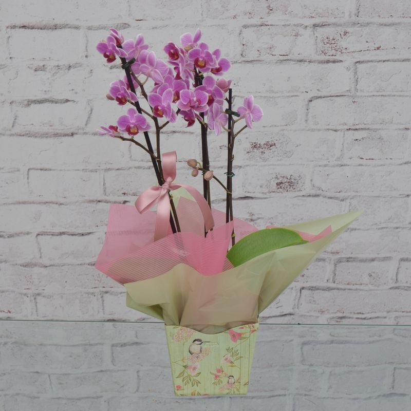 mini-orquidea-delicada-para-ela-1